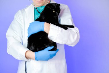 Kedi hastalıkları. Kediler için veterinerlik prosedürleri. Kedi sağlığı. Doktorlu bir kediyi muayene etmek..