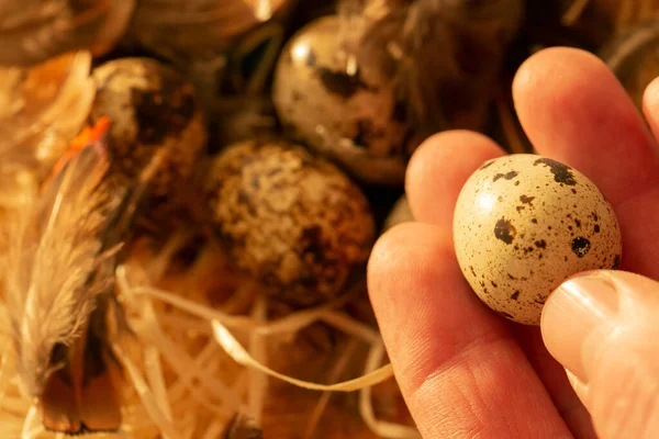 Wachteleier Der Hand Großaufnahme Biolandprodukte Hand Hält Egg Nützliches Gesundes — Stockfoto