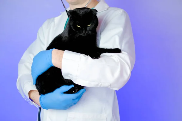 Cat diseases and treatment.Veterinary procedures for cats.Cat health.Examining a cat with a doctor.Big black cat in the hands of a veterinarian on a purple background.