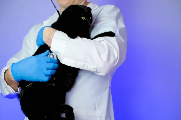 Cat diseases and treatment.Veterinary procedures for cats.Cat health.Examining a cat with a doctor.