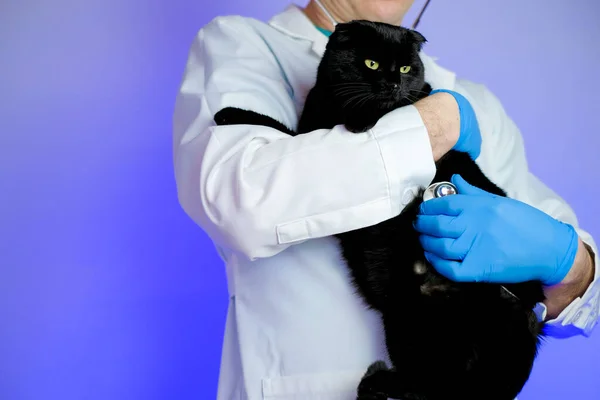 Cat diseases and treatment.Cat health.Examining a cat with a doctor.Big black cat in the hands of a veterinarian on a purple background.
