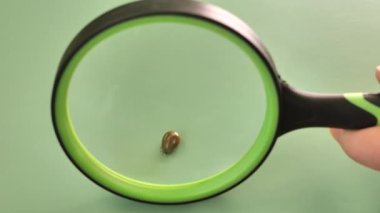 Büyüteç altında tik tak. Kan dolu şişmiş kene emekliyor. Kan emici tehlikeli böcekler. Sürünen sürüngenler. Mite makro. 4k görüntü