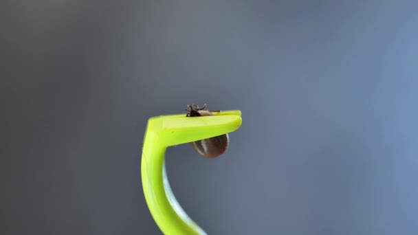 Tique Dans Une Pince Épiler Verte Extraite Animal Insecte Dangereuse — Video