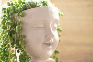 Sedums and Succulents in a pot in the girls in the girls head on wood wall back ground. Groundcover flower. Potted succulent garden. Gülen yeşil saçlı kız..