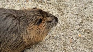 Myocastor coypusis.Nutria kumda yemek yer. Nutria bir kuşhanede kumun üzerinde oturur. Şirin bir su hayvanı. Echimyida. Yüksek kalite 4k görüntü