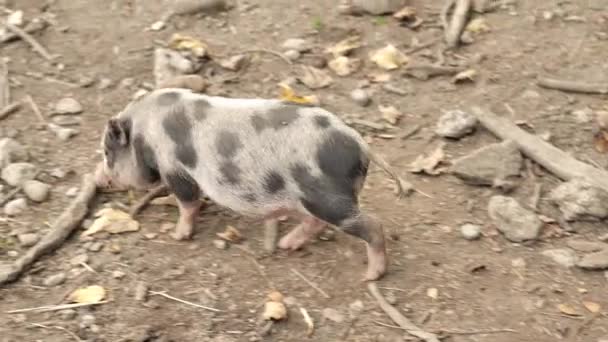 猪在鸟笼里散步 吃橡子和栗子 小斑点猪咀嚼食物 农场动物 猪在苹果里 4K镜头 — 图库视频影像