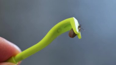 El kenesi çıkarmak için yeşil cımbızla tik tak. Kanla sarhoş kadın bacağını oynatıyor. Bir hayvandan çıkarılan kan emici parazit. 4k görüntü