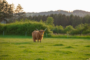 İskoç boğası ot çiğner. Highland cinsi. Çiftçilik ve inek yetiştiriciliği. Kürklü inekler yeşil çayırlarda otlar..