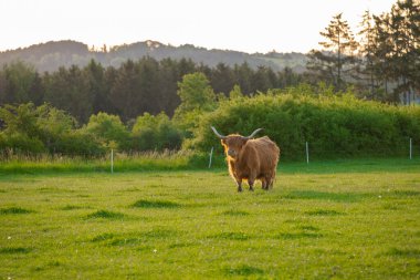  İskoç kızıl kıllı boğa çim çiğner. Highland cinsi. Çiftçilik ve inek yetiştiriciliği. Kürklü inekler yeşil çayırlarda otlar. Gün batımında gün batımında çayırda İskoç inekleri.
