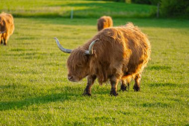 Kızıl kıllı boğa ot çiğner. Highland cinsi. İnek yetiştiriciliği. Kürklü inekler yeşil çayırlarda otlar. Gün batımında gün batımında çayırda İskoç inekler.