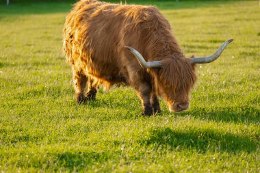 Highland Breed. Kızıl saçlı boğa ot çiğner. Çiftçilik ve inek yetiştiriciliği. Kürklü dağ boğası yeşil çayırda otluyor. Otlakta İskoç inekleri.