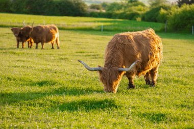 İskoç inekleri ot çiğner. Highland cinsi. Çiftçilik ve inek yetiştiriciliği. Kürklü inekler yeşil çayırlarda otlar. Gün batımında gün batımında çayırda İskoç inekleri.