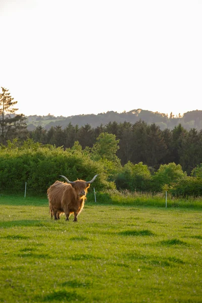 Red hairy bull.Highland breed.Farming and cow breeding. highland cows graze on the green meadow.Scottish cows in the pasture in the sunshine at sunset