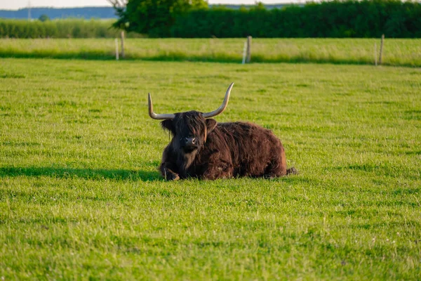 Vacas Las Tierras Altas Prado Verde Vacas Escocesas Pasto Bajo —  Fotos de Stock