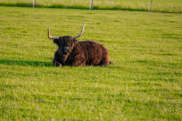 Skotské Krávy Žvýkají Trávu Horalské Plemeno Farmaření Chov Krav Vysočina — Stock fotografie