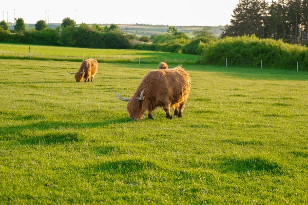 Toro Peludo Rojo Mastica Hierba Raza Highland Ganadería Cría Vacas —  Fotos de Stock