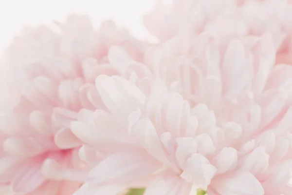 Peony pink flower macro.Peony petals blurred light background.Floral background.Floral delicate wallpaper.blooming Flowers macro