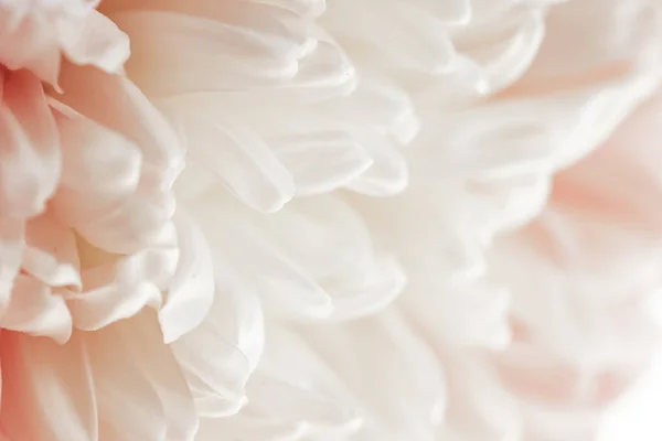 Peony flower macro.Peony petals blurred light background.Floral background.Floral delicate wallpaper.Beautiful Floral background white colors.blooming Flowers macro