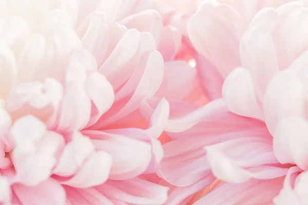 Peony pink flower macro.Peony petals blurred light background.Floral background.Floral delicate wallpaper.Beautiful Floral background in pale pink and white colors.blooming Flowers macro