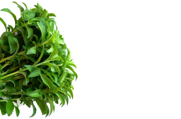 スティーブ植物は白い背景に隔離されています 甘い葉砂糖代わりに 料理の天然甘味料 Stevia新鮮な緑の小枝 — ストック写真