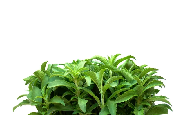 Stevia Rebaudiana Stevia Plant Geïsoleerd Witte Achtergrond Zoet Blad Suiker — Stockfoto