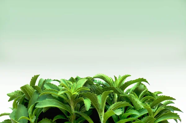 Stevia Rebaudiana Dietary Natural Sweetener Stevia Fresco Galho Verde Planta — Fotografia de Stock