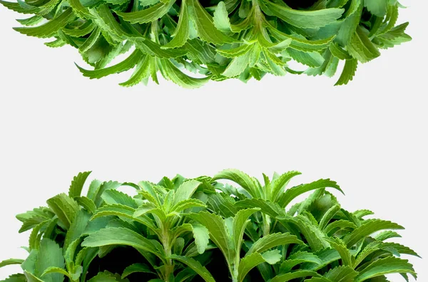 白い背景にステビア植物 甘い葉砂糖代わりにスティーヴィア レヴォアナ 料理天然甘味料 Stevia新鮮な緑の小枝 — ストック写真