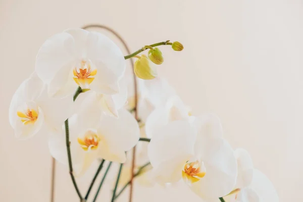 White orchid branch.Growing and caring orchids at home.white orchid flower on a beige background.