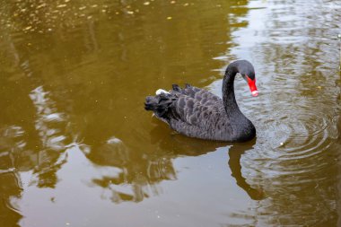 Siyah Kuğu suda yüzer. Su kuşu siyah kuş. Suda yansımalı siyah kuş. Suda daireler. Suda kuğu. 