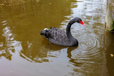 Siyah Kuğu, parktaki göletin suyunda yüzer. Su kuşu kara kuş. Suda kuğu. 