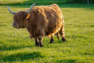 Highland cinsi. Kızıl saçlı boğa. Çiftçilik ve inek yetiştiriciliği. Kürklü inekler yeşil çayırda otlar. Otlakta İskoç inekleri.