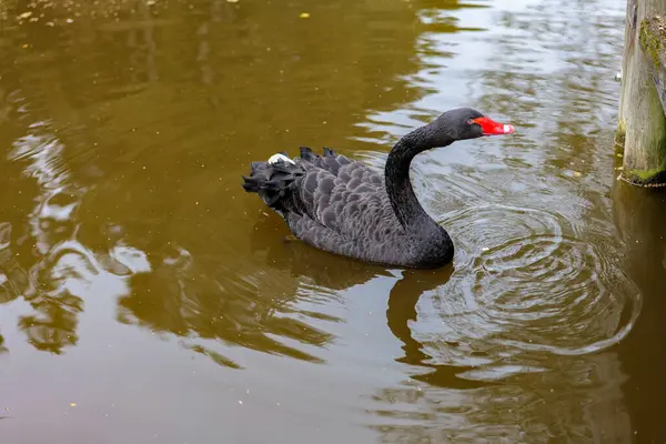 stock image Black Swan in the water of the pond in the park.Waterfowl black bird. Black bird in the water with reflection.swan in water