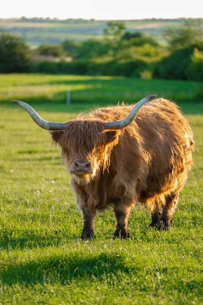Highland breed. Scottish cows on windmills background.Red hairy bull chews grass. Farming and cow breeding.Furry highland cows graze on the green meadow.Scottish cows in the pasture