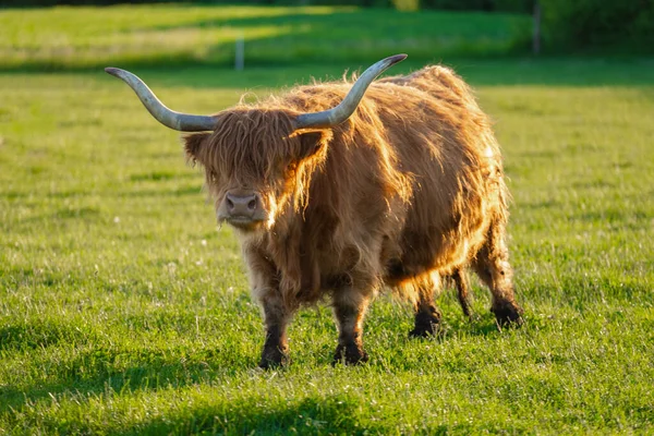 高地品种 毛茸茸的公牛嚼草 毛茸茸的高地奶牛在绿色的草地上吃草 牧场里的苏格兰奶牛 — 图库照片