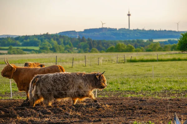 Horalské Plemeno Skotské Krávy Větrných Mlýnech Pozadí Červený Chlupatý Býk — Stock fotografie