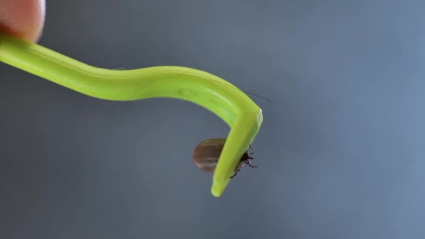 Klíště Zelených Pinzetách Extrahované Zvířete Krvavý Sání Nebezpečný Hmyz Záběry — Stock video