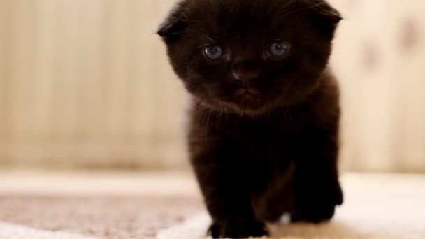 Černé Kotě Modrýma Očima Béžové Místnosti Kotě Mňau Mňoukání Koťátka — Stock video