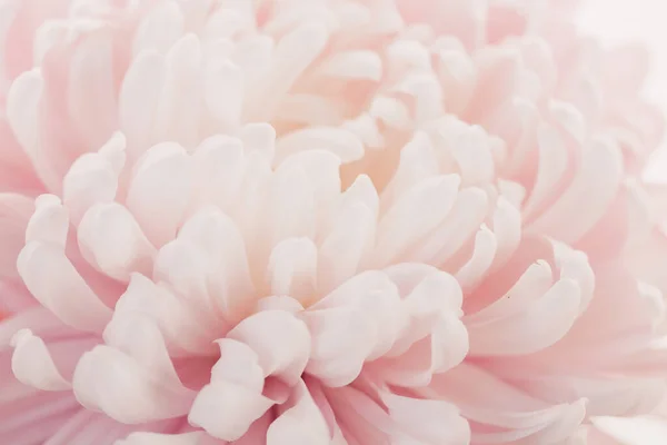 Peony petals blurred light background.Peony pink macro. Floral background.Floral delicate wallpaper.Beautiful Floral background in pale pink and white colors.