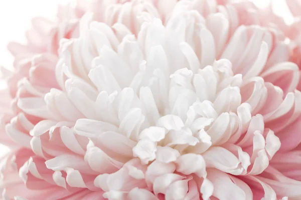 Peony petals background.Peony pink macro. Floral background.Floral delicate wallpaper.Beautiful Floral background in pale pink and white colors.