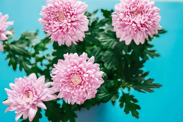 stock image Purple asters on a bright blue background.Floral background.Floral delicate wallpaper.Beautiful Floral background .