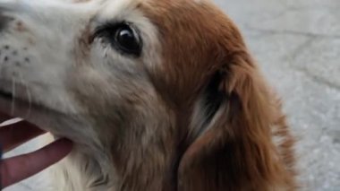 İnsan ve köpek arasındaki iletişim el yalıyor. Köpeğin kafasını elle okşamak. Sahibi ve köpeği. Sevecen köpek. Yüksek kalite 4k görüntü