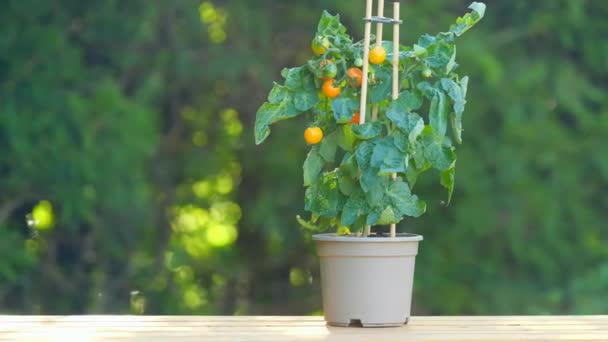 Los Tomates Cherry Arbustos Pot Container Huerta Jardín Mini Plantas — Vídeo de stock