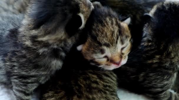 Gatinhos Listrados Recém Nascidos Gatinhos Bebés Gatinhos Pequenos Listrados Cobertor — Vídeo de Stock