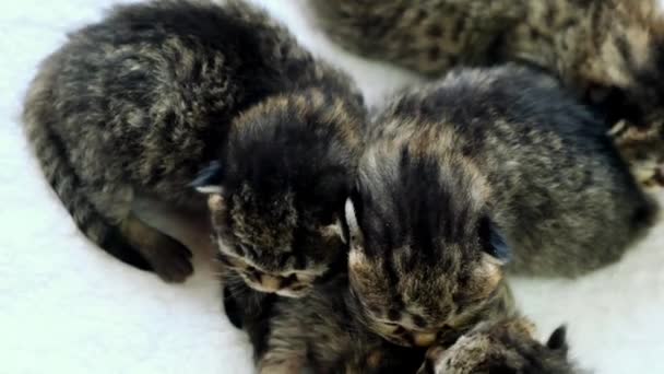고양이들 줄무늬 고양이 태어난 고양이 위에서 고품질 — 비디오