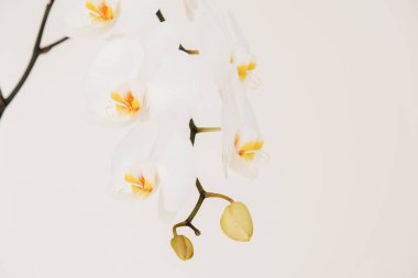 Bej arkaplanda beyaz orkide çiçeği. Açık renkli çiçek arkaplanı. Beyaz orkide dalları. Evde büyüyen ve ilgili orkideler..
