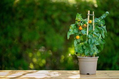  Tencerede kiraz domatesleri yetiştiriyorum. Taze organik sebze bahçeleri. Bahçe için mini bitkiler.