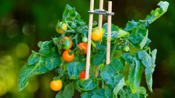 Krzew Pomidorów Wiśniowych Garnku Wiosennym Ogrodzie Słońcu Hodowla Pomidorów Wiśniowych — Wideo stockowe