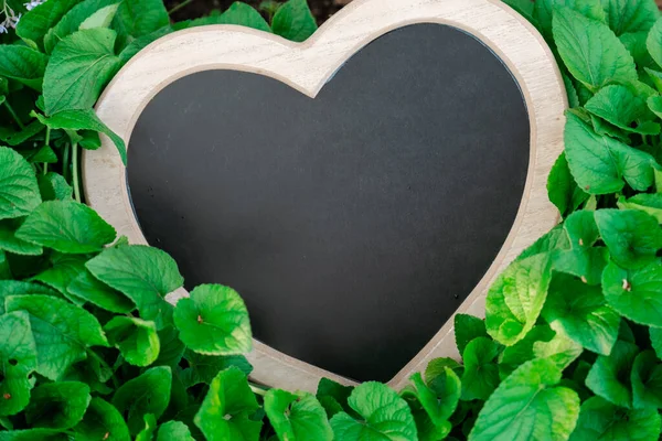 stock image Love for nature.Heart chalk board blank in green leaves.Green leaves background and heart blank board.Ecological concept.