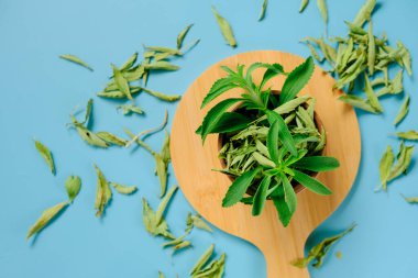 Stevia rebaudiana. Yuvarlak bir tahta üzerinde yuvarlak kaselerde taze stevia dalı ve mavi bir arka planda kuru, dağınık stevia yaprakları. Şekerin yerine. Doğal beslenme tatlandırıcı. Organik doğal tatlandırıcı.. 