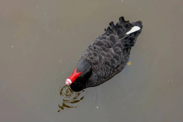 Cisne Negro Com Bico Vermelho Água Escura Pássaro Preto Água — Fotografia de Stock